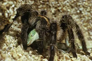 Honduras: Tarantula Eating Anole