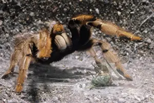 Wrapped: Tarantula Eating Katydid
