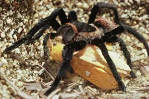 Snack: Tarantula Eating Moth
