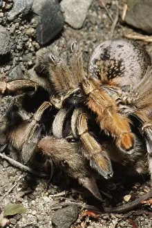 Theraphosid: Tarantula Eating Mouse