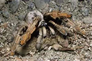 Theraphosid: Tarantula Eating Mouse