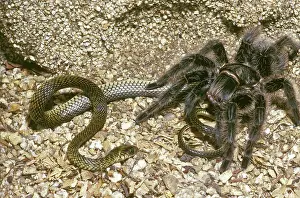 Honduras: Tarantula Eating Snake