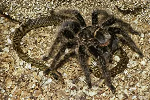 Honduras: Tarantula Eating Snake
