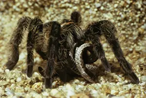 Honduras: Tarantula Eating Snake