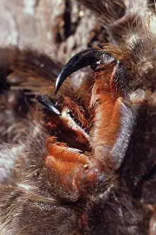 Mouthparts: Tarantula Fangs