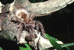 Tarantulas: TARANTULA / Goliath Bird-Eating SPIDER