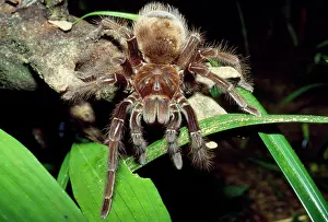 Spiders: TARANTULA / Goliath Bird-Eating SPIDER