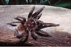 Tarantulas: TARANTULA / Goliath Bird-Eating SPIDER - largest