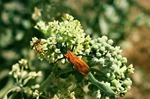 Formosa: Tarantula Hawk Wasp