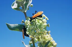 Formosa: Tarantula Hawk Wasp