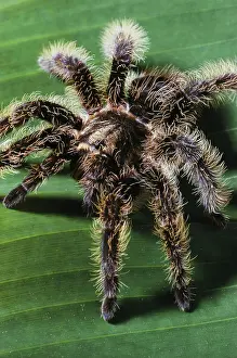Honduras: Tarantula from Honduras