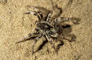 Tarantulas: Tarantula - living in woods in river Tes-Hem valley