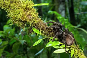 Mindo: Tarantula, Mindo, Ecuador