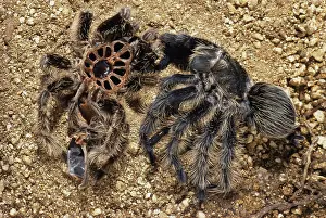 Moulting: Tarantula Shedding