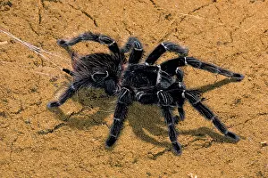 Parahybana: Tarantula - And its silk thread