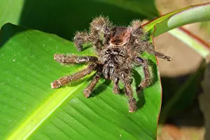 Tarantulas: Tarantula sp