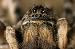 Tarantulas: Tarantula spider - close-up of face