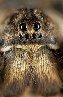Tarantulas: Tarantula spider - face