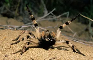 Tarantulas: Tarantula spider in threatening pose