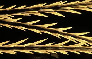 Microscope: Tarantula - Urticants hair under SEM (Scanning