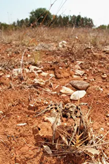 Tarantulas: Tarantula Wolf Spider female at burrow