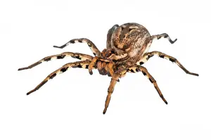 Tarantulas: Tarantula Wolf Spider female on white background