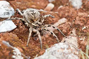 Tarantulas: Tarantula Wolf Spider in habitat