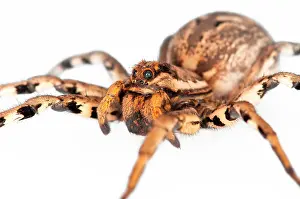 Tarantulas: Tarantula Wolf Spider on white background, side view