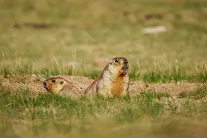 Rodentia: tarbagan marmot