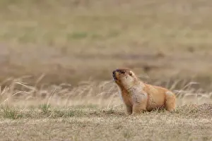 Rodentia: tarbagan marmot