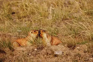 Rodentia: tarbagan marmot