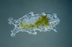 Transparent: Tardigrade (Echiniscoides sigismundi) microscop