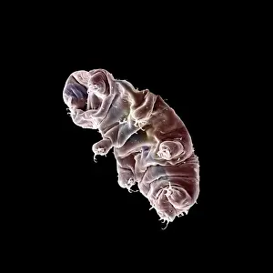 Tardigrade: Tardigrade or 'Water BearI