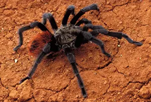 Anax: Tarentula - Male