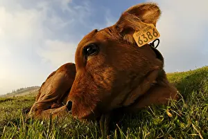 Systems: Tarine calf lying in a meadow at the Petit Ballon France