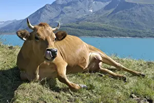 Licked: Tarine Cow in moutain pasture Lake of the Mont Cenis France