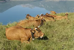 Moutain: Tarine Cows in moutain pasture Lake of the Mont Cenis France