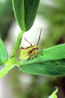 Alfalfa: Tarnished Plant Bug