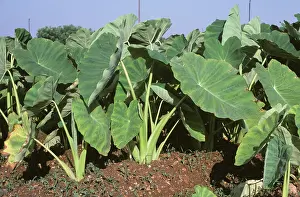 Esculenta: Taro (Colocasia esculenta var. antiquorum)