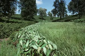 Maturing: Taro (Colocasia esculenta var. antiquorum)