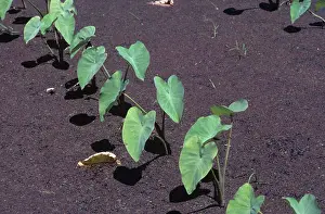 Esculenta: Taro or Dasheen
