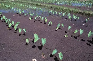 Paddy: Taro, dasheen, or cocoyam