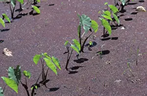 Esculenta: Taro or Dasheen Plants
