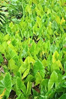 Freshness: Taro field, Yap, Caroline Islands, Federated