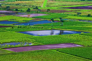 Esculenta: Taro fields in Hanalei Valley, Kauai, Hawaii, USA