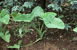Maturing: Taro growing in a coffee plantation