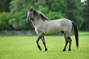 Selective: Tarpan (Equus ferus gmelini, Equus gmelini), selective