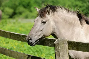 Ferus: Tarpan or Eurasian Wild Horse (Equus ferus gmelini