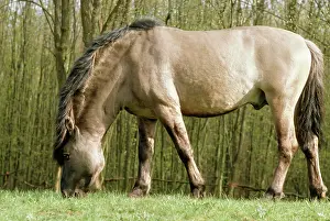 Tarpan: Tarpan HORSE - grazing, side on