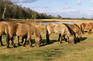 Tarpan: Tarpan HORSES - herd grazing